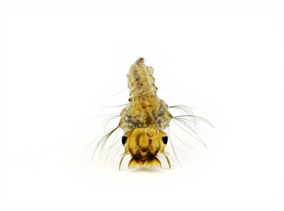 insect larva