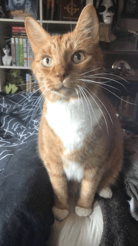 orange cat