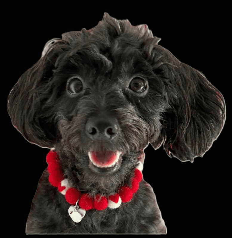 dog collar