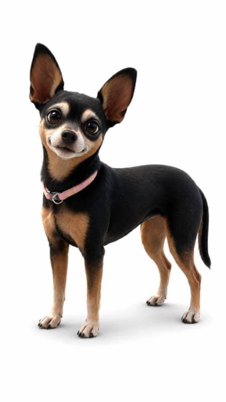 dog collar