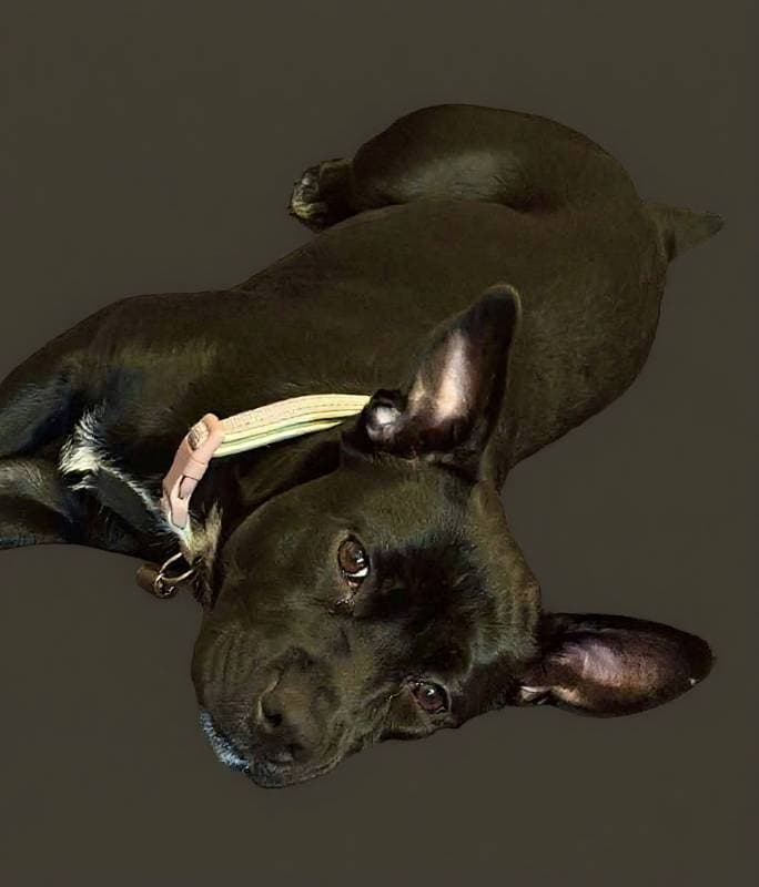 dog collar