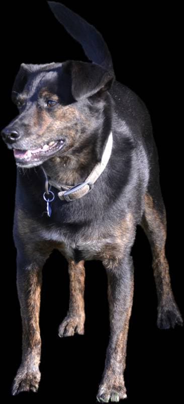 metal collar