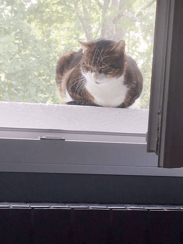 cat window sill
