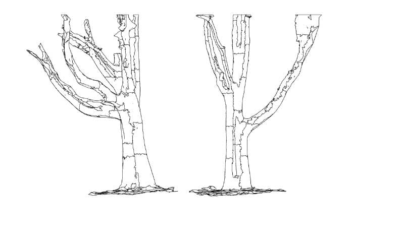 tree drawing