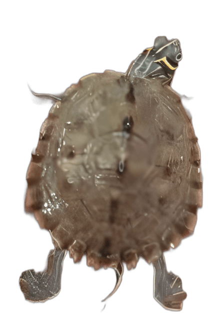 small translucent turtle with striped head