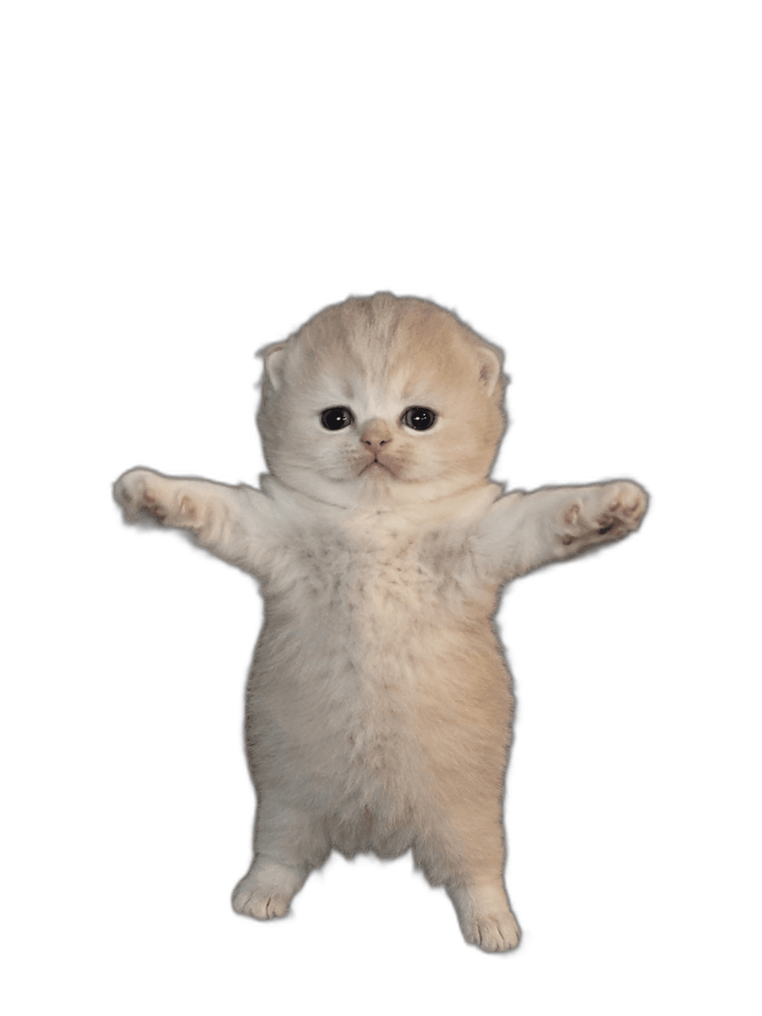 fluffy light-colored kitten with outstretched paws