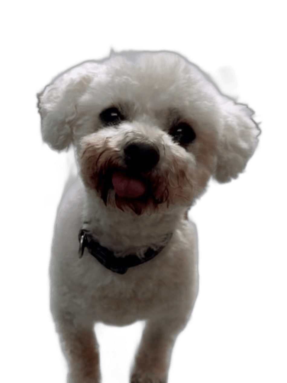 white fluffy dog with tongue out