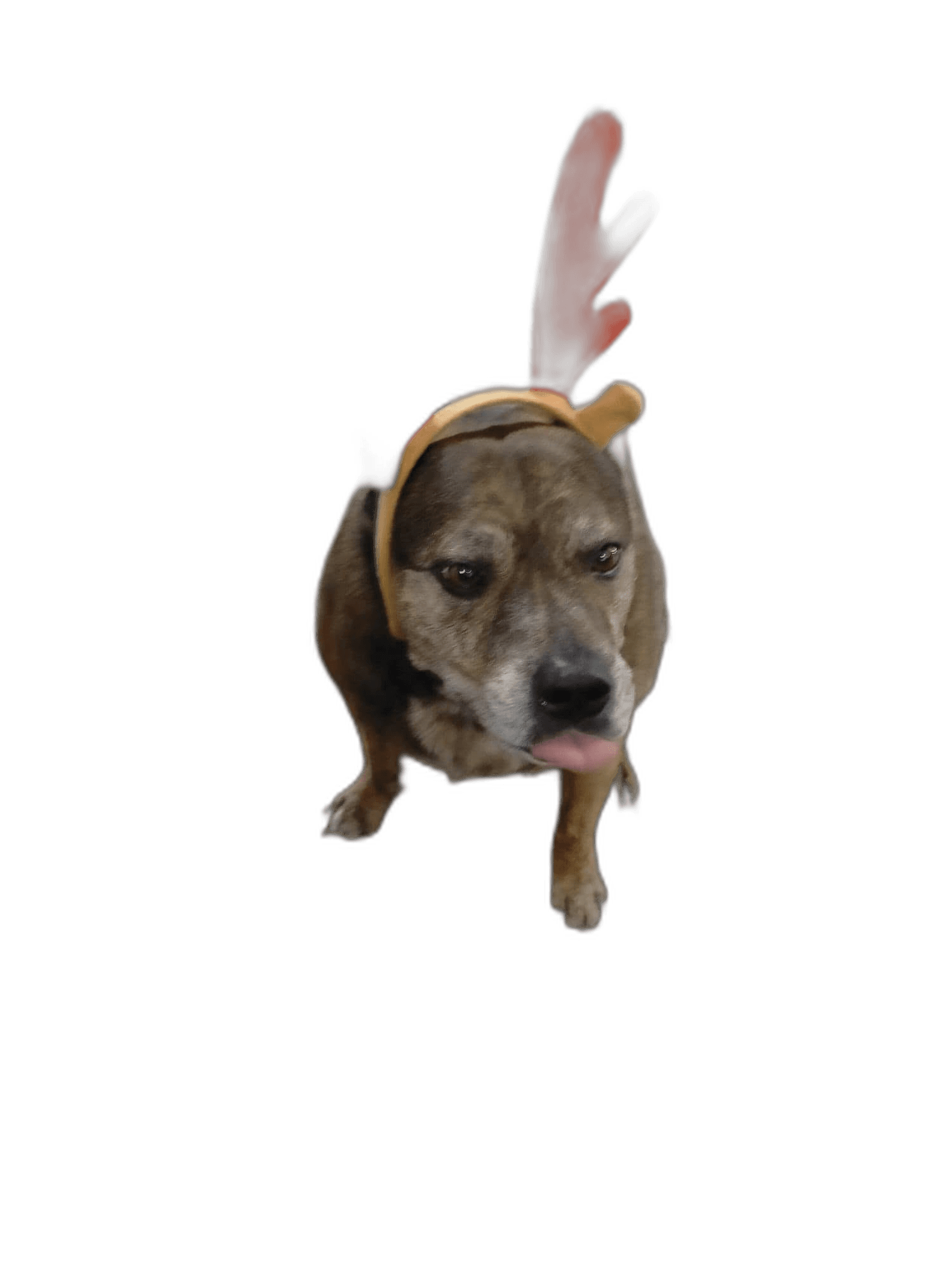 brown brindle dog with reindeer antlers headband