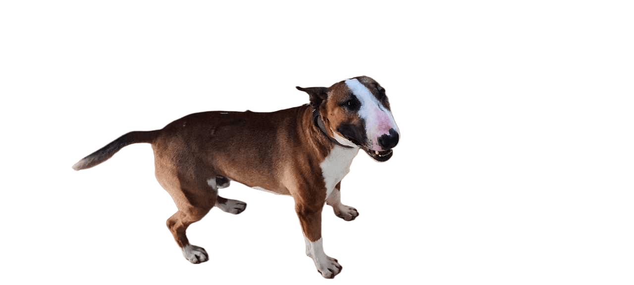 brown and white Bull Terrier dog
