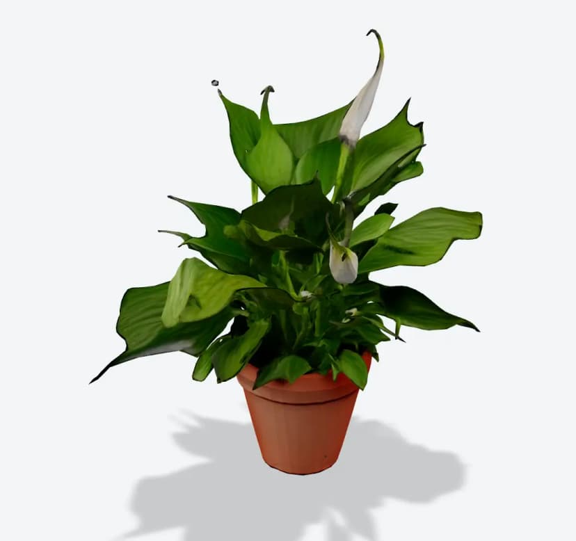 Plant - Photo to 3D Model