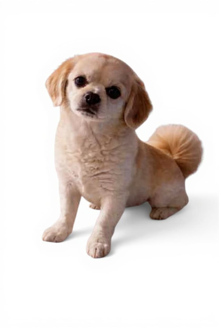 dog toy