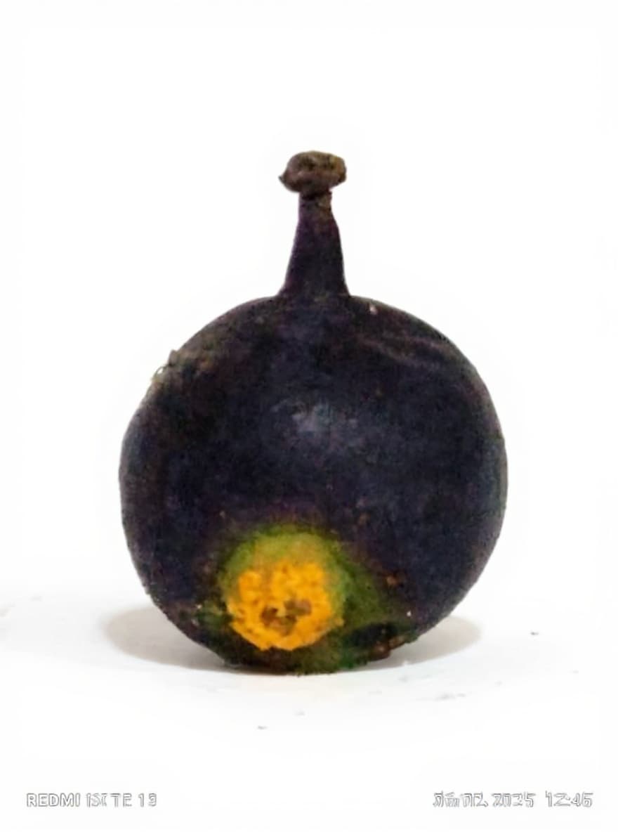 fruit stem