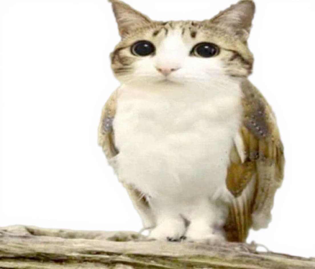 cat with owl