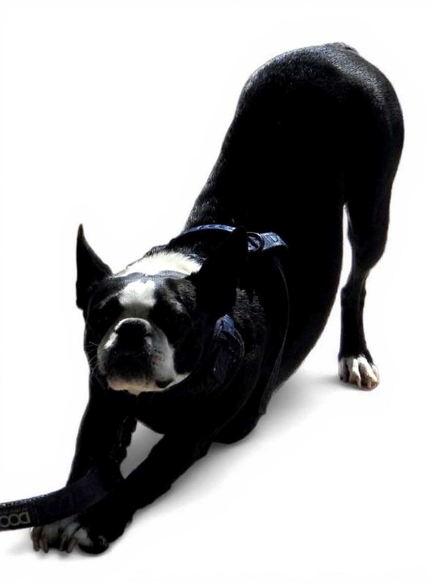dog harness