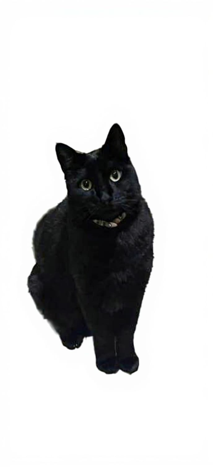 black cat