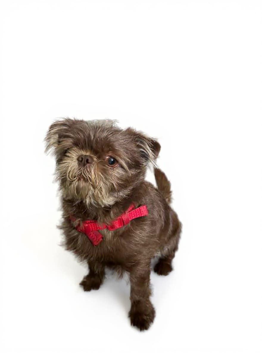 dog harness