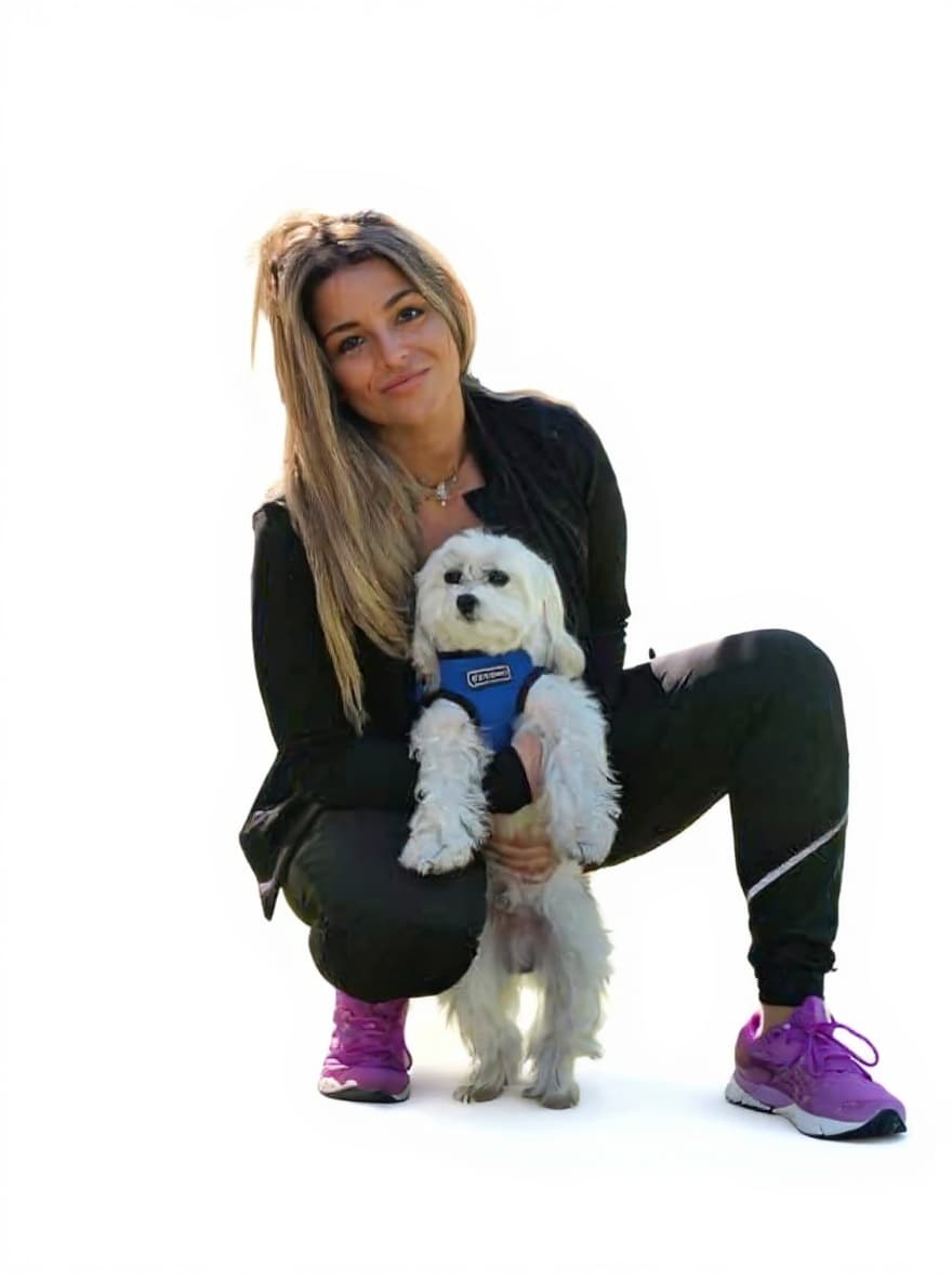 dog harness