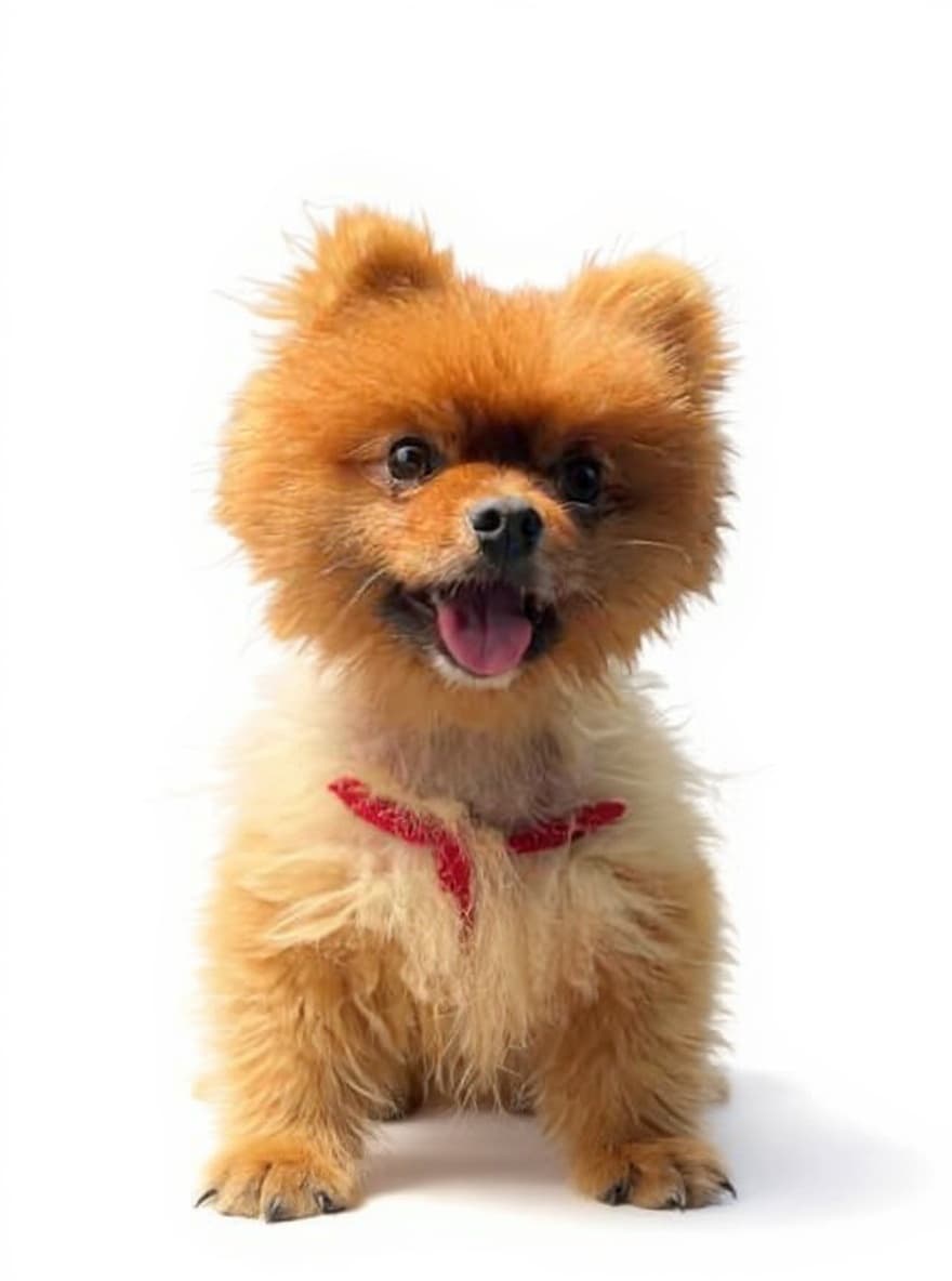 dog toy