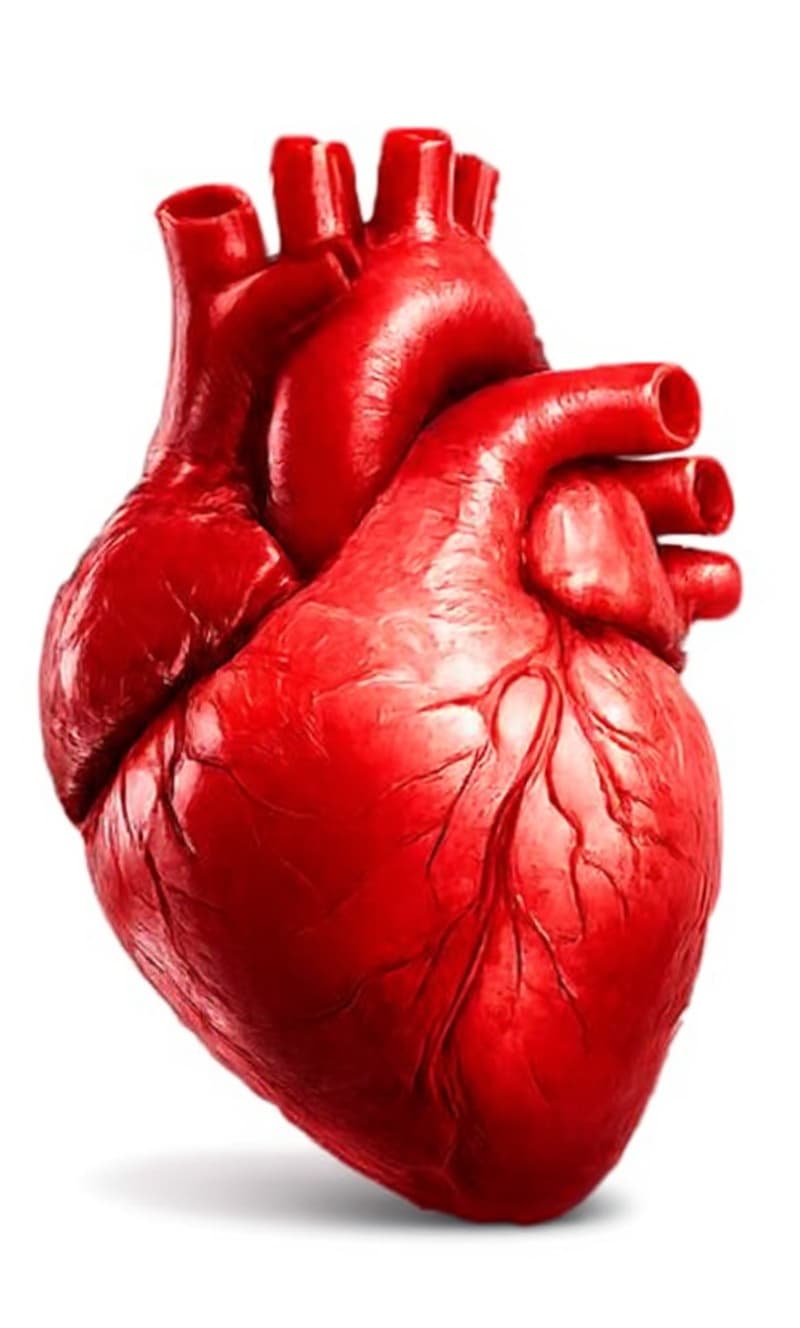 anatomical heart
