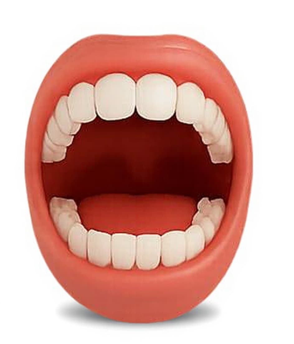 mouth model