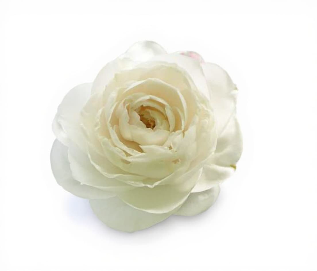 white rose