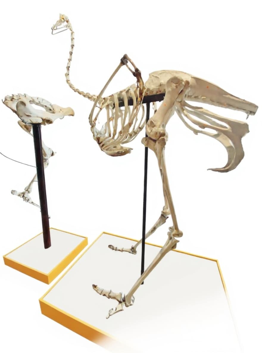 skeleton stand