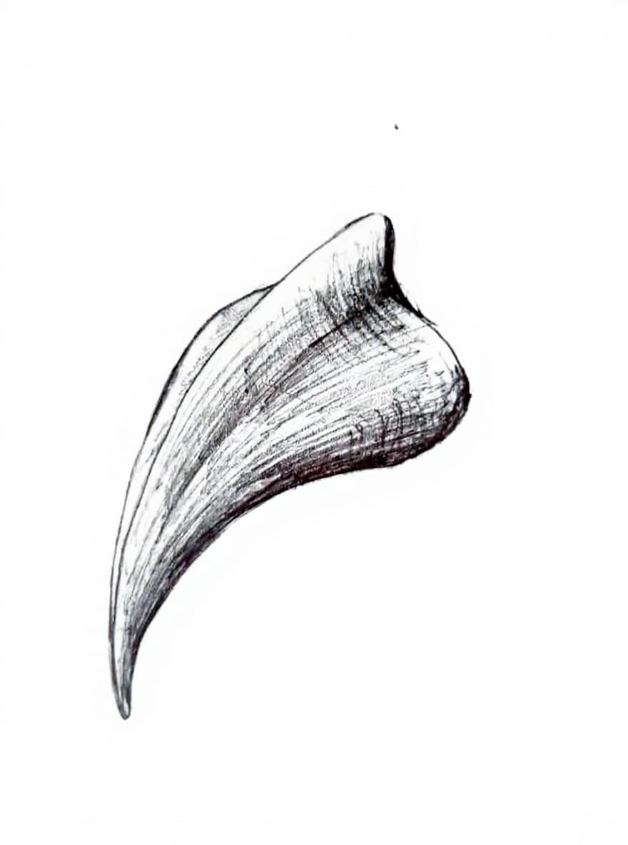 tooth-like object