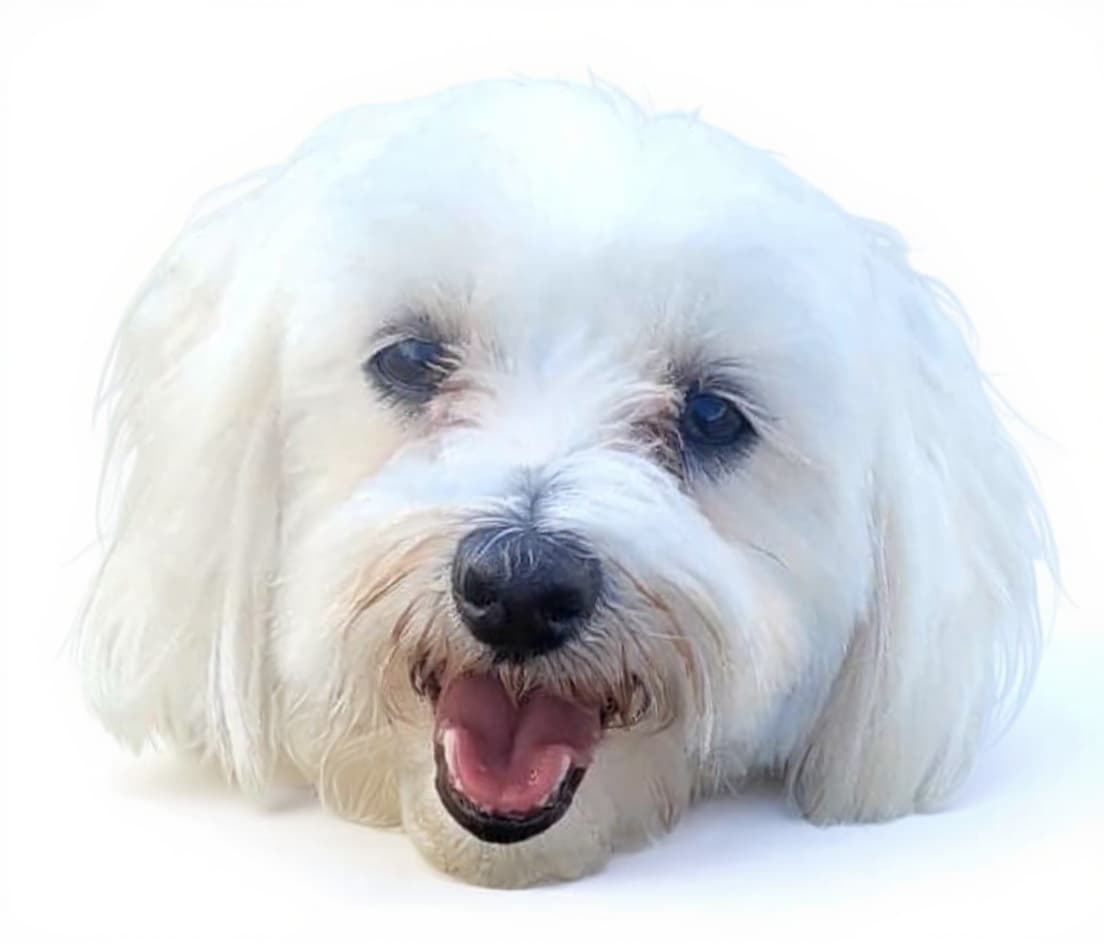 dog head