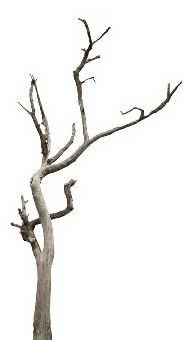 bare tree