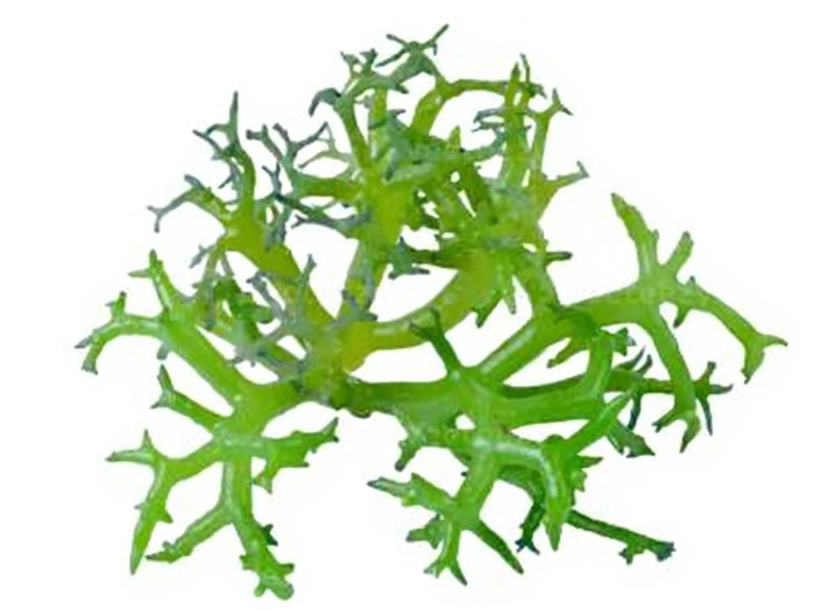 green coral-like object