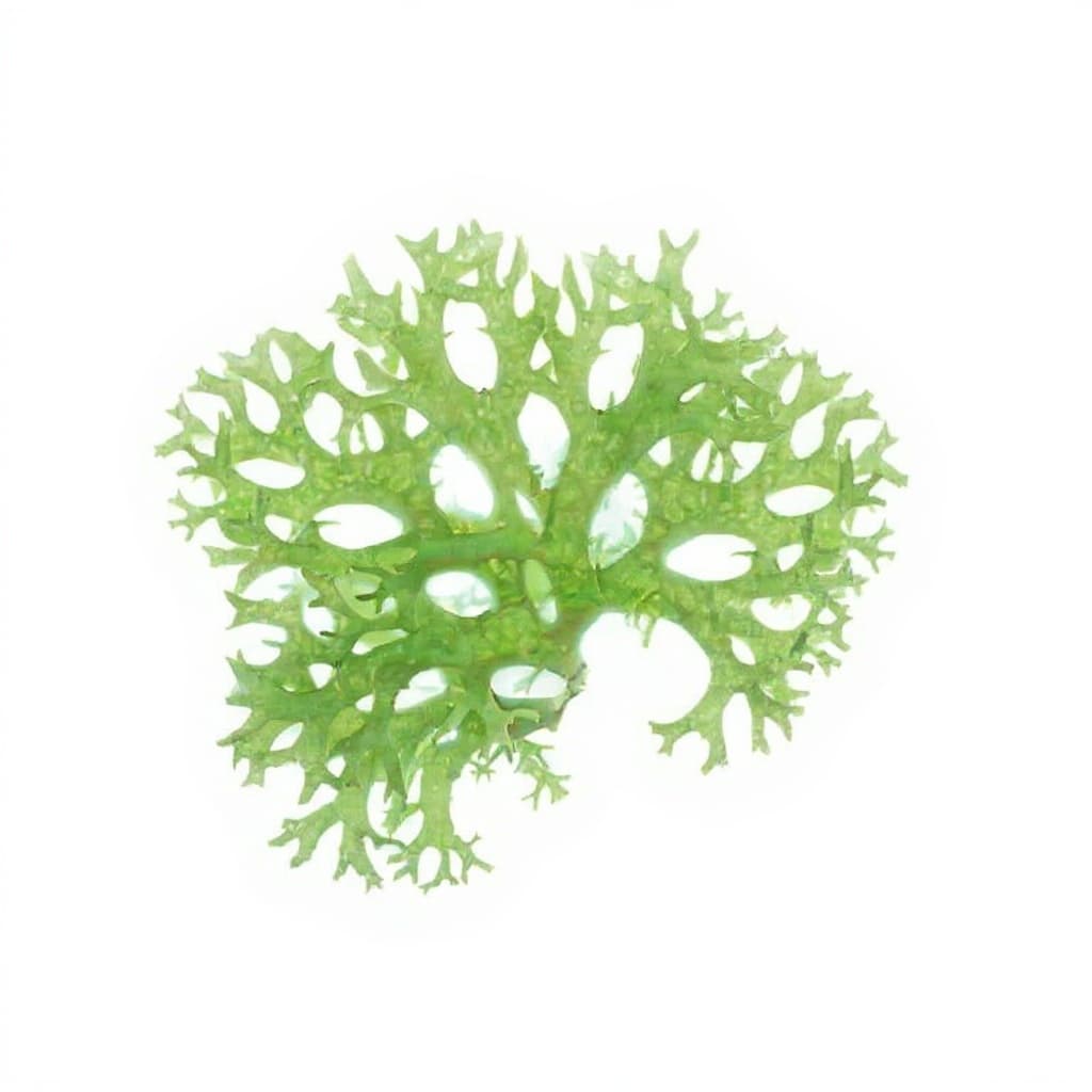 plastic plant holder