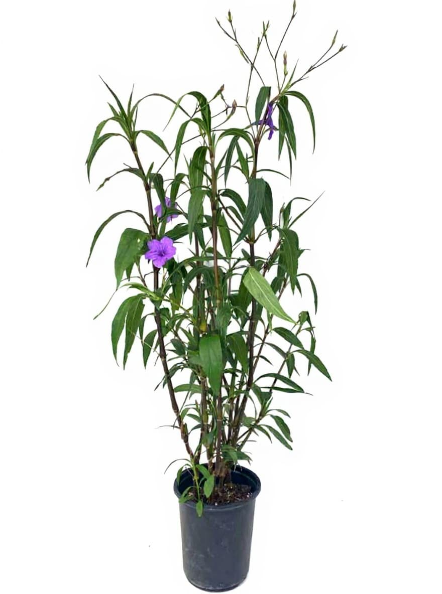 plant pot