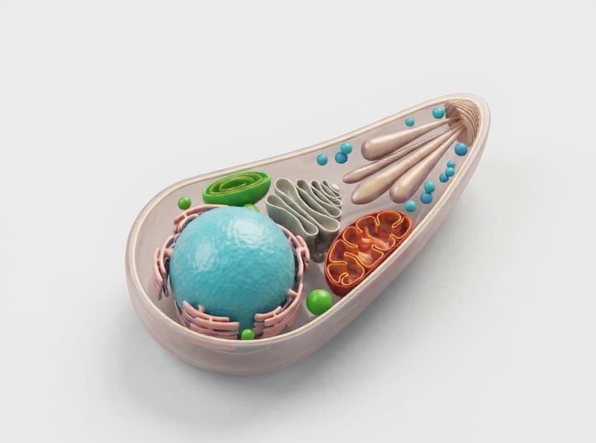 cell model