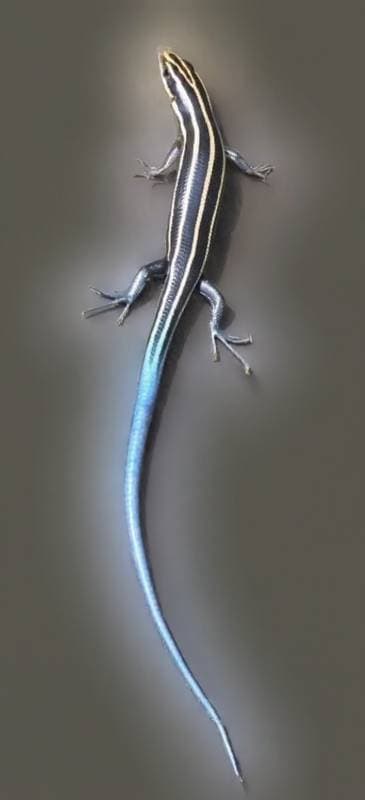 lizard