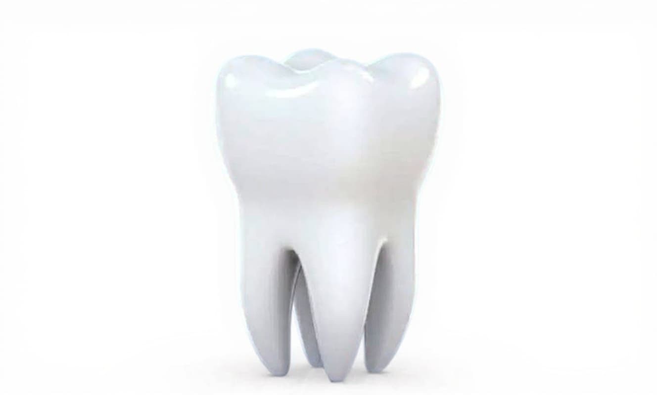 tooth model