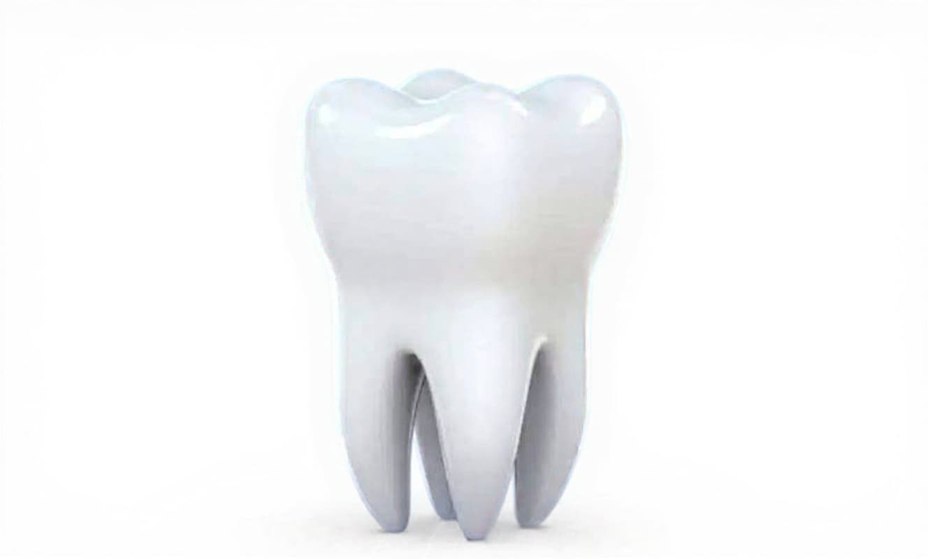 tooth model