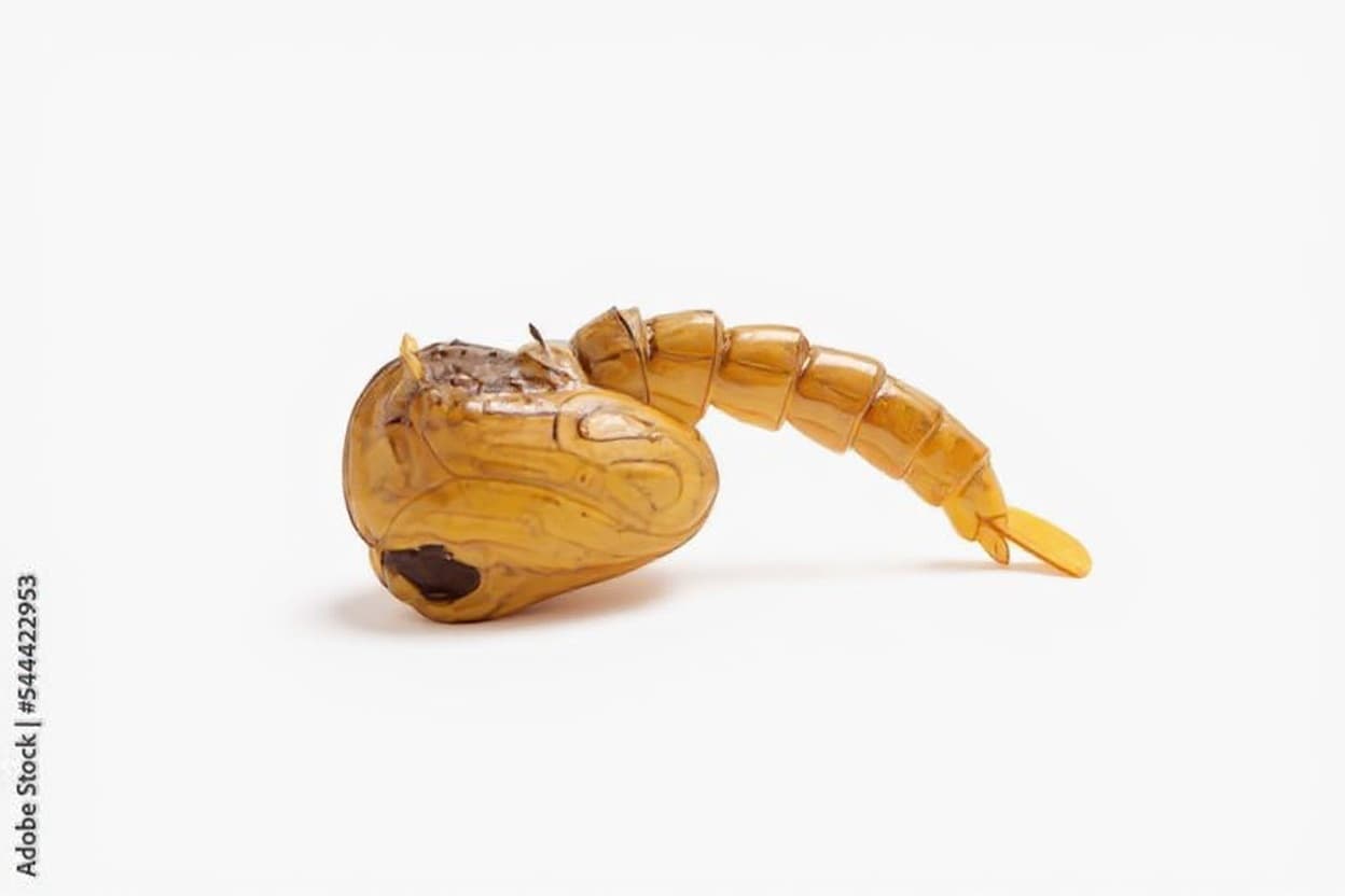 wooden insect