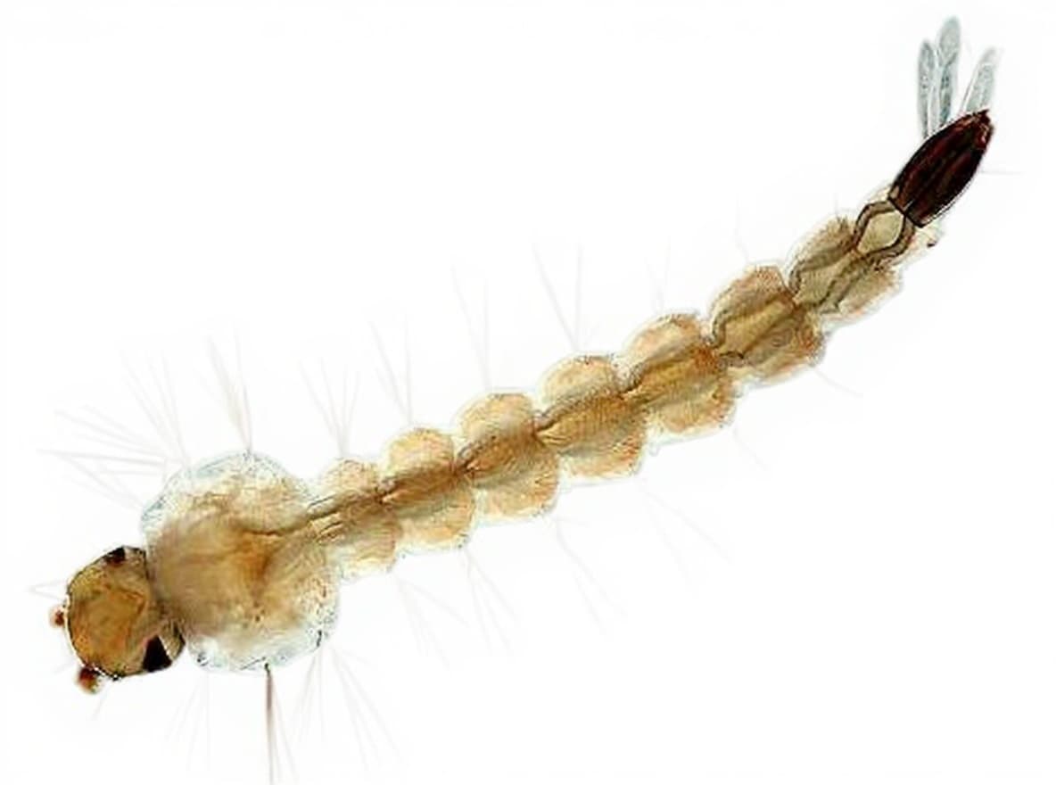 insect larva