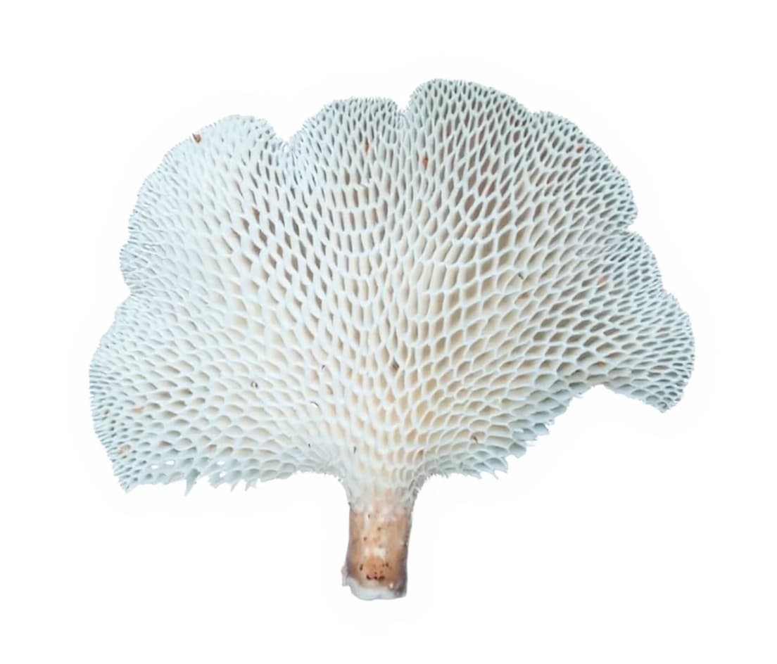 white coral-like object