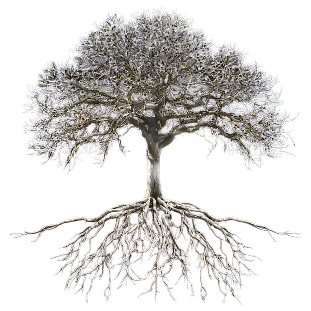 tree root
