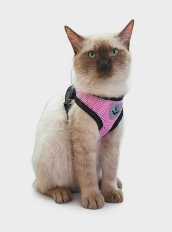 cat harness
