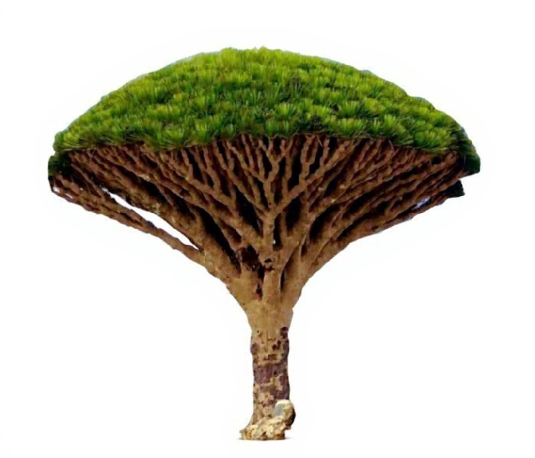 tree-like object