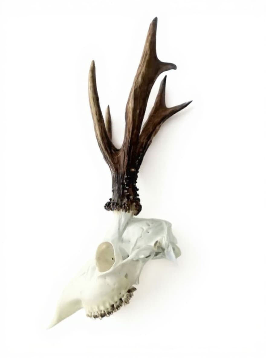 antler skull holder
