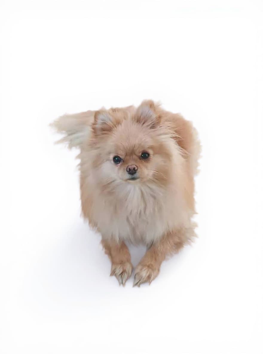 small dog