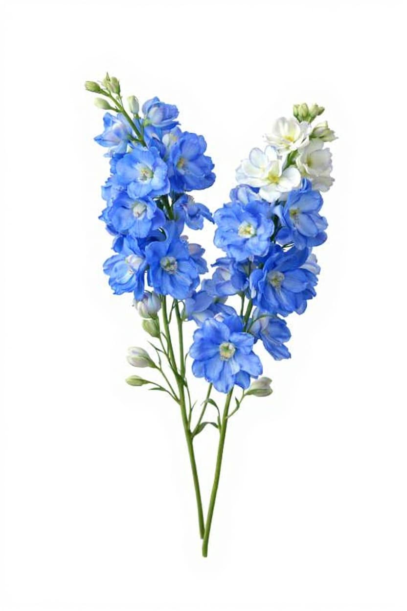 flower stem