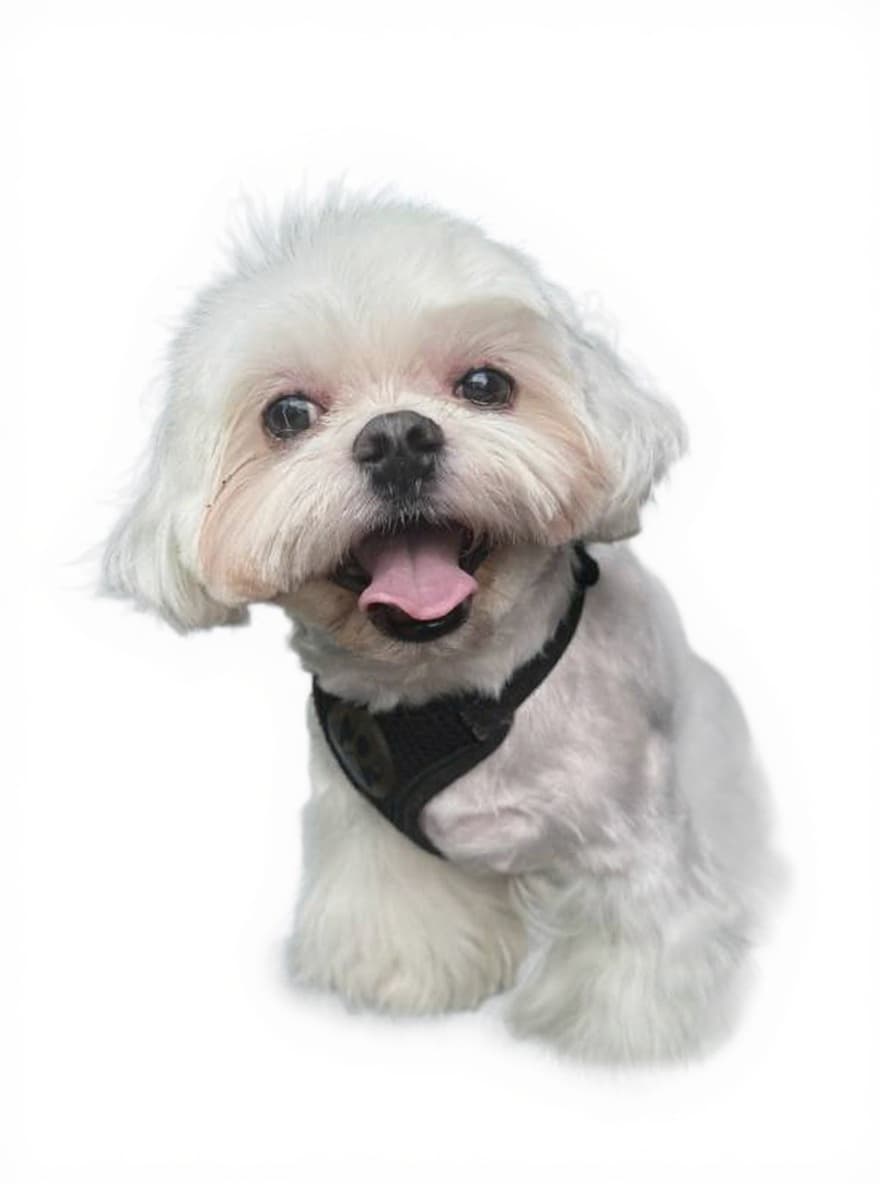 dog harness