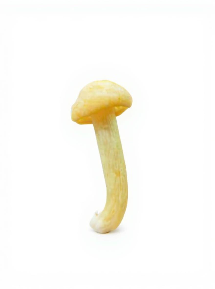 toy mushroom