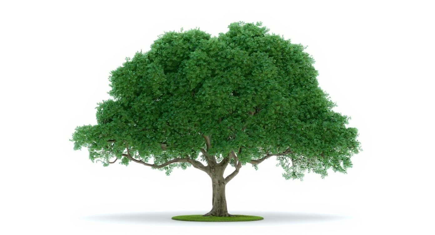 tree