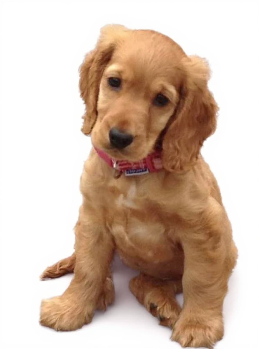 puppy collar