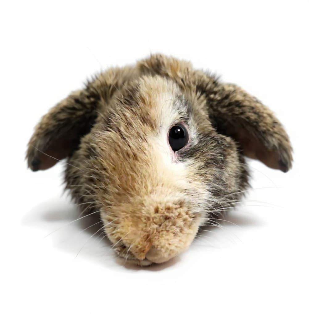rabbit head